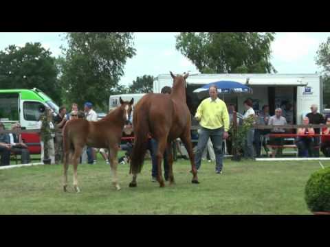 Sudweyher Fohlenschau 2012 - Kat.-Nr. 42