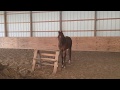Horses Are Curious 8 24 2017