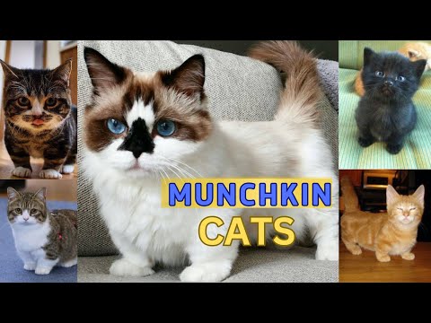 Meet the Irresistibly Cute Munchkin Cat: The Feline Charmers with Short Legs!