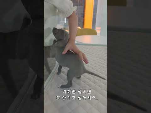 세상 여리여리한 강아지 이탈리안 그레이하운드 공주님