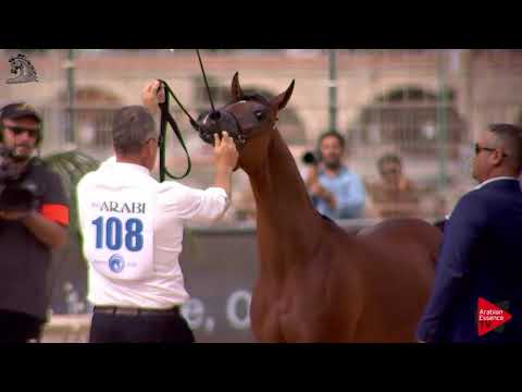 N.108 DINAR AL MUAWD - Menton 2018 - Yearling Colts (Class 6B)
