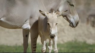 Happy April "Foals" Day! Baby Donkeys Arrive