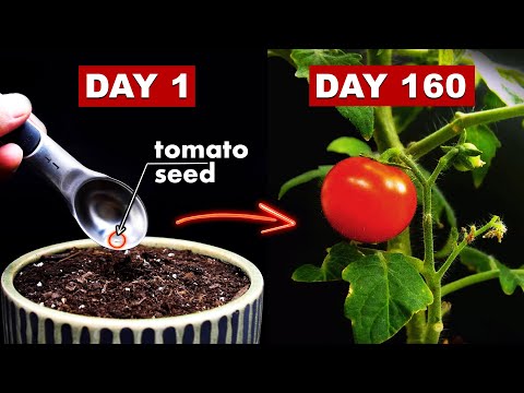 Growing TOMATOES 🍅 From Seed - 160 Days Time Lapse