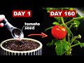 Growing TOMATOES From Seed 160 Days Time Lapse