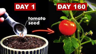 Growing TOMATOES 🍅 From Seed - 160 Days Time Lapse