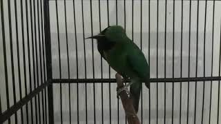 Download lagu CUCAK HIJAU DIESEL isian tengkek buto dan tengkek udang mp3