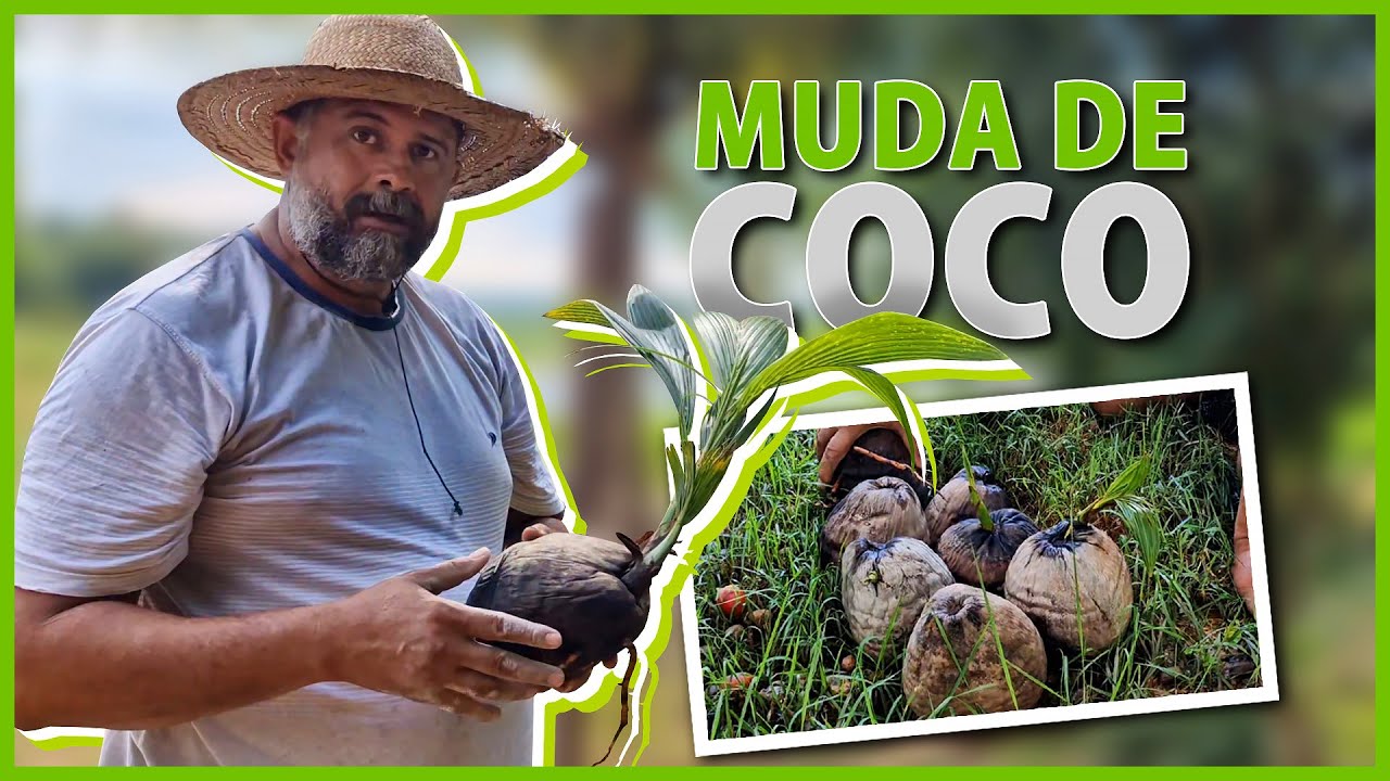 Como fazer sua muda de coco do jeito certo