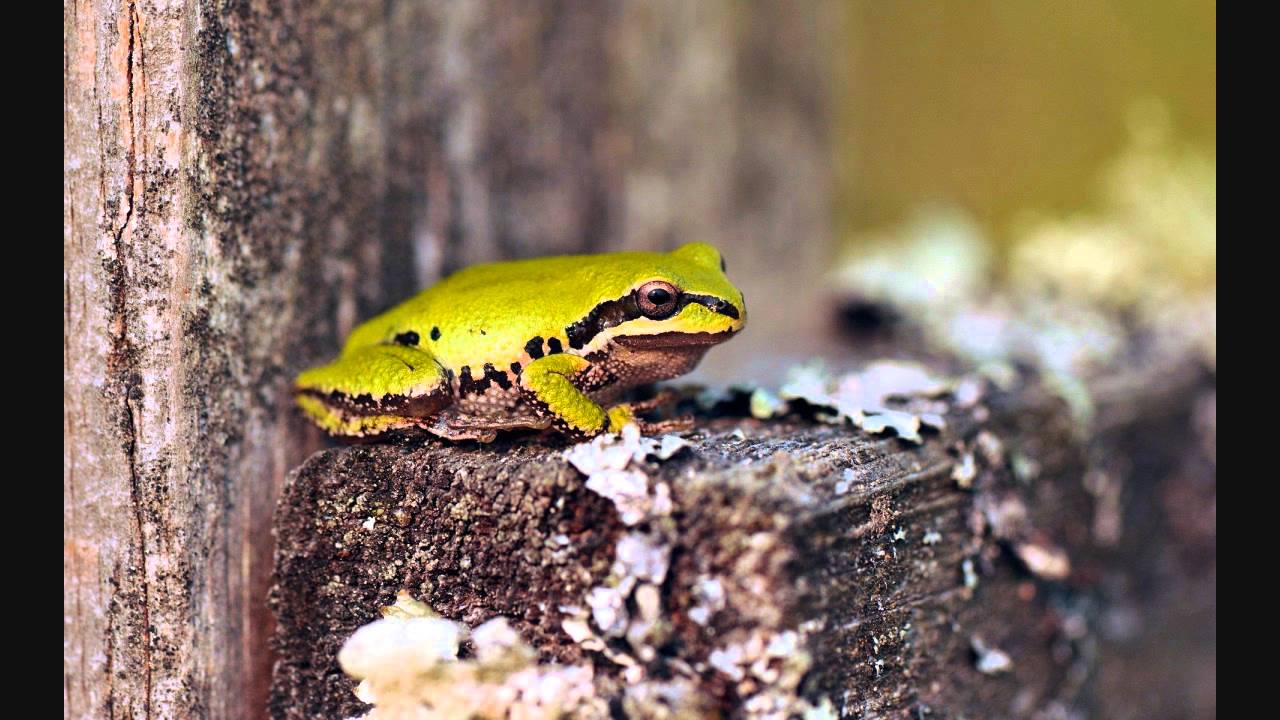 Main Tera Raja Hoon Lyrics  | Teri Talash Mein | Amala Akkineni, Rana Jung Bahadur | Alka Yagnik, Amit Kumar | Naresh Sharma