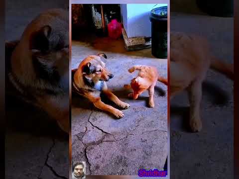 dog vs cat 🐈😺 #comedy #shorts #trending #funny #viralvideo #comedy