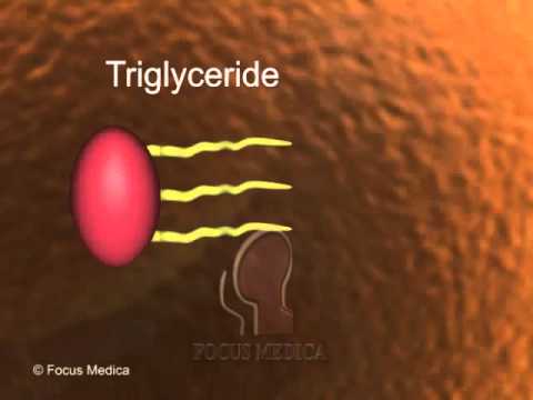 Triglycerides