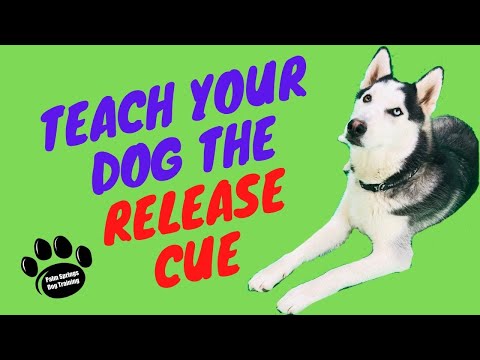 The BEST and FASTEST way to teach STAY - Release Cue! Palm Springs Dog Training!