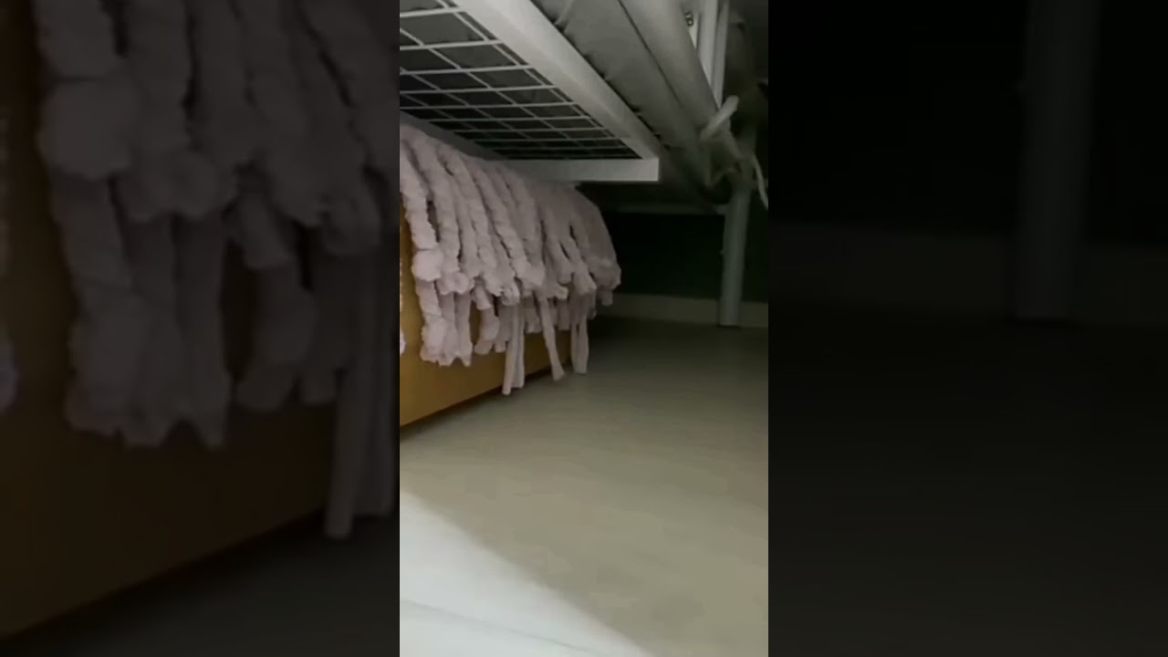 Cutie pie❤️❤️😻😻#youtubeshorts #shorts #cat #funnyshorts #animals #viralshorts #cute