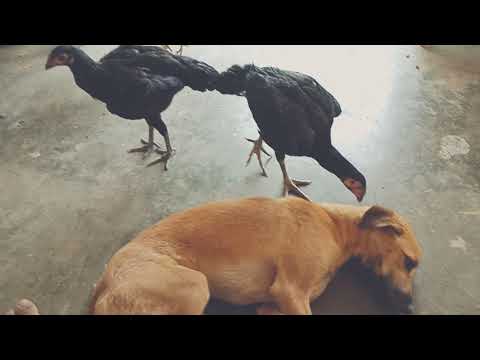 Best method to remove ticks(Tamil) -part 3 |dogs|pets|Domestic Animals| puppies|Fully Natural