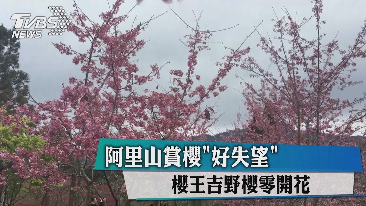 阿里山賞櫻好失望　櫻王吉野櫻零開花