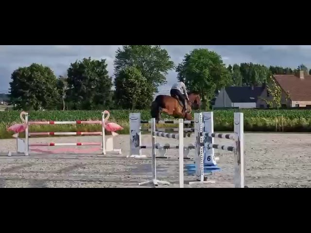 Superbe Hongre de 8 ans - obstacle 140cm 