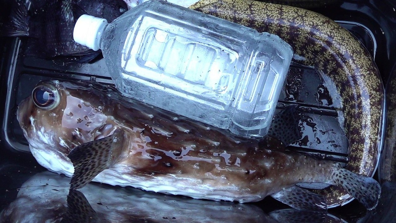 付近の生息魚調査と家周りの海岸林開拓