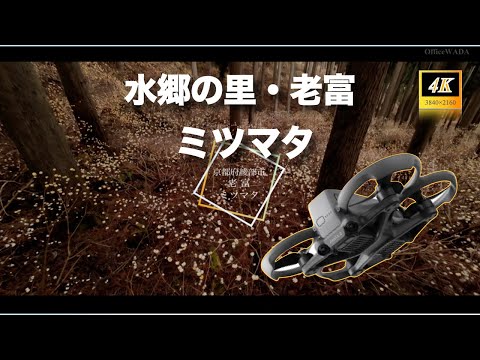 【老富の春を彩るミツマタの群生 – ドローン空撮映像】