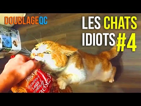 DoublageQc - Les chats idiots #4