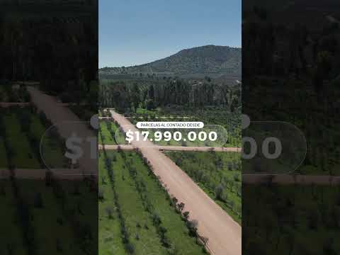 Descubre Olivos de Marchigüe en la Región de O’Higgins🌳
