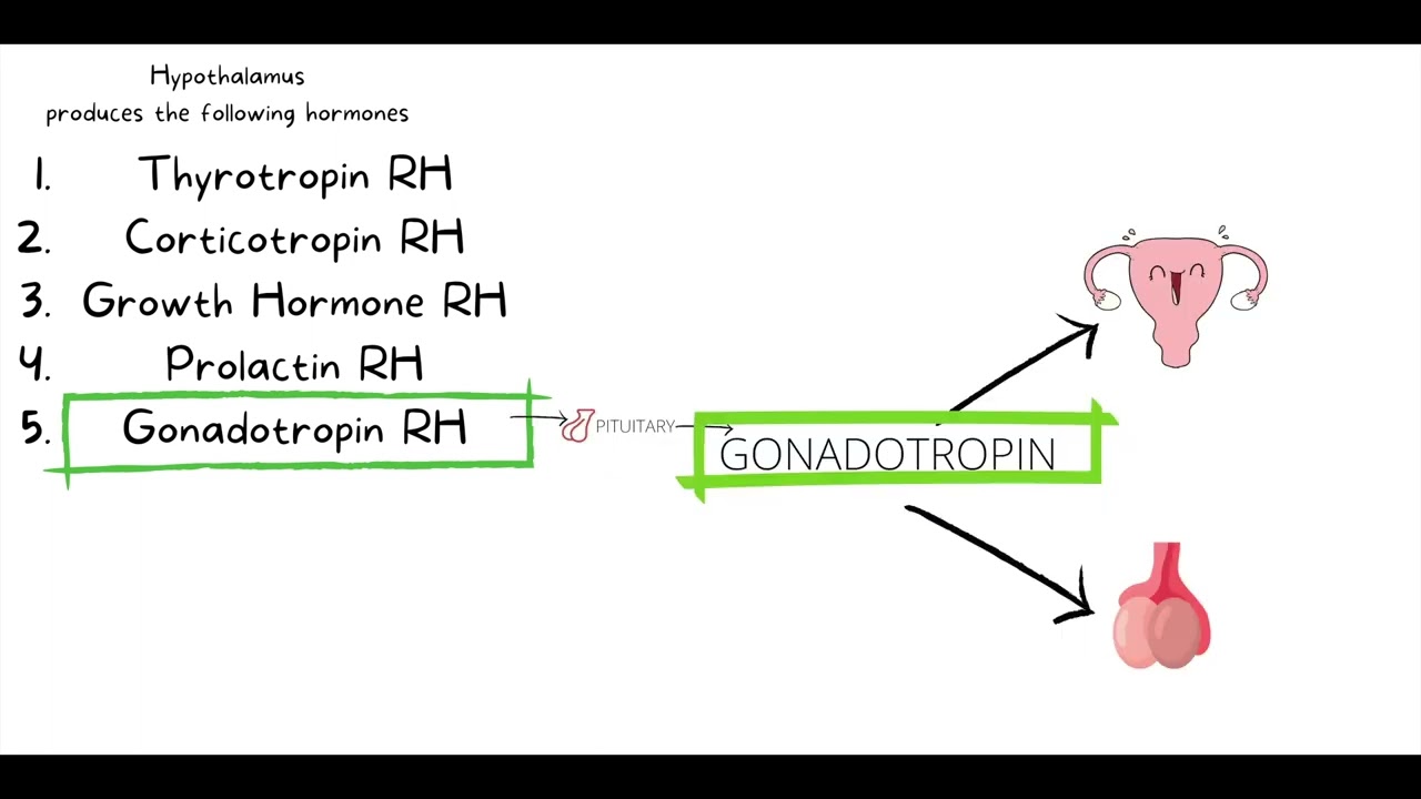 Ch.16Hormone Review (START AT 6:34)