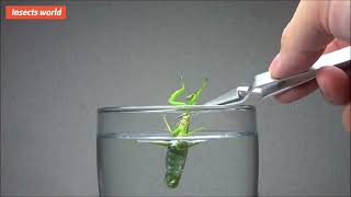 #insects world,when you put a wild #mantis in a water glass? you definitely haven