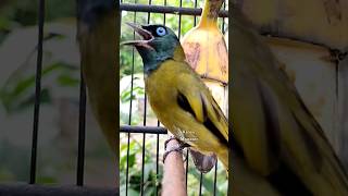Download lagu Kurincang gacor #kicaumonster #kicaumania #birds mp3