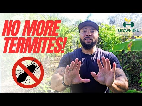 Termites Hate This: 5 Tips to Protect Your Garden & Food Forest
