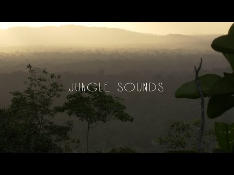 Ambient | Jungle Sounds 1 Hour