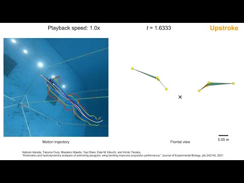 ペンギンが翼をしなやかに変形させ、効率よく泳ぐメカニズムを解明：解析部位の軌跡と正面から見た翼形状の例