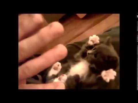 Most Videos Funny Of Cats For Merry Christmas 2014-2015