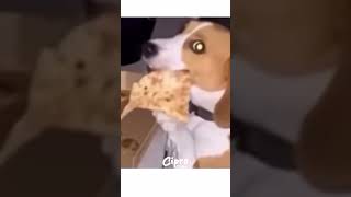 Mira lo descubrieron haciendo a este perrito 🐶 #viralvideo