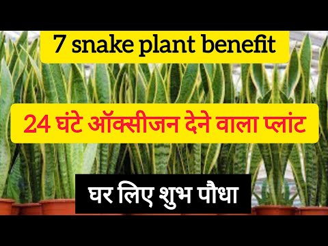 🔴top 7 snake plant benefit for home।Vastu plant।Best indoor plants।lucky plants for home#snakeplant