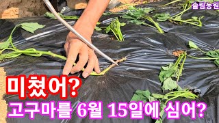 미쳤어? 고구마를 6월 15일에 심어? 고구마 물안주고 심는방법 고구마 심는시기 방법 밤고구마 꿀고구마,베니…