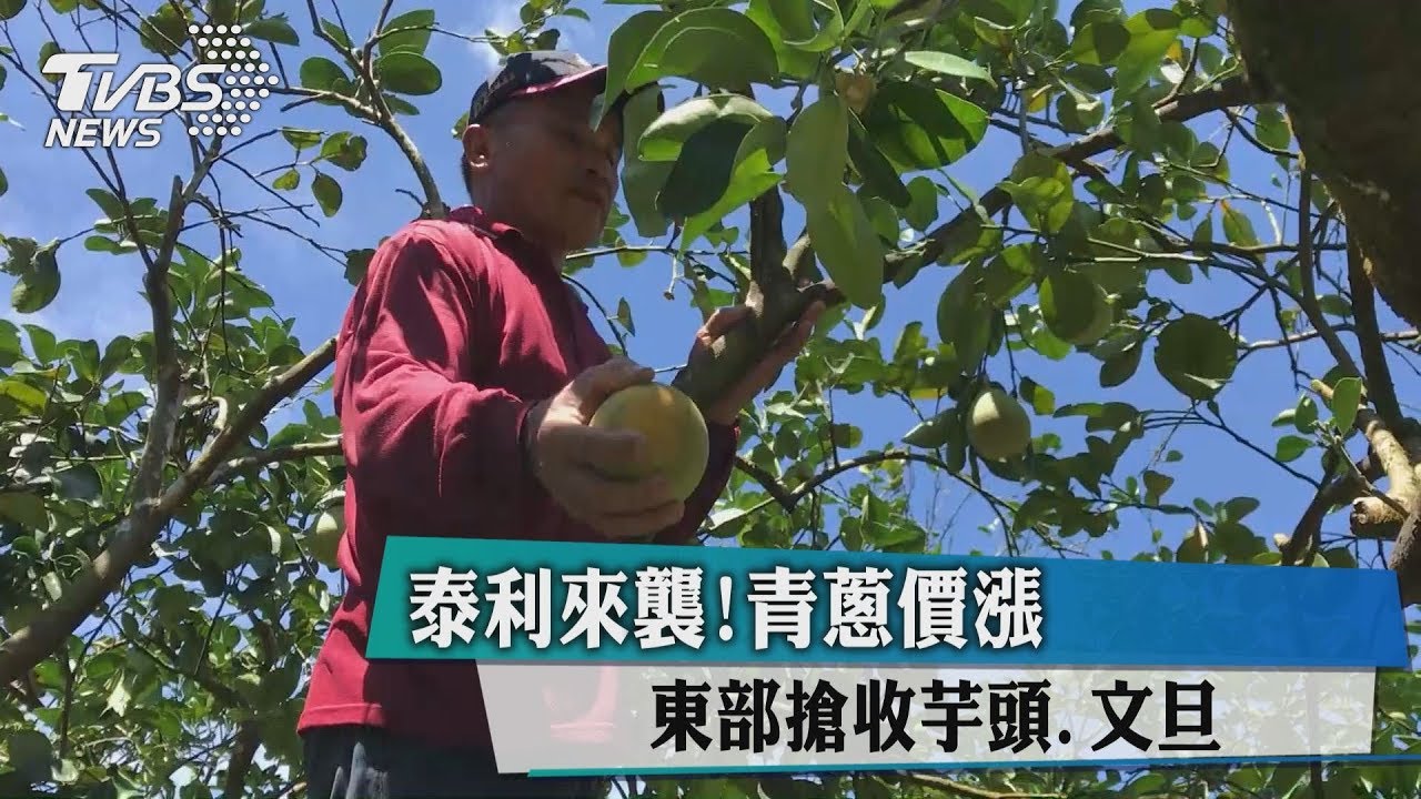 泰利來襲!青蔥價漲 東部搶收芋頭文旦