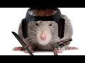 The Definitive Zealot Rat Build 2024 | Warhammer Darktide