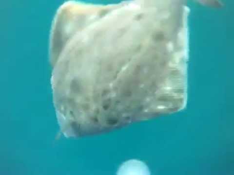 Halibut school attack GoPro