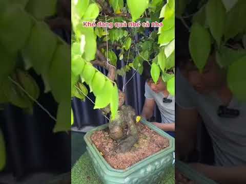 Ăn quả khế. Thôi e đi may túi 3 gang đã#hoaloanbonsai #caycanh #caycanhdep #bonsai #trending #cayca