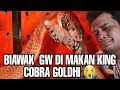 GOLDEN KING COBRA EATS PANJI S PET LIZARD