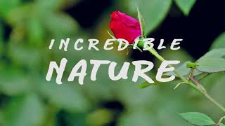 preview picture of video 'Incredible Nature'