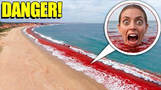 If you see this in the OCEAN…STAY AWAY! (KEEP OUT OF THE WATER!) 