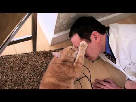YouTube video about: Why do cats rub their teeth on you?