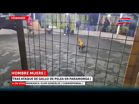Hombre falleció luego de recibir un golpe mortal de un gallo de pelea en Paramonga.