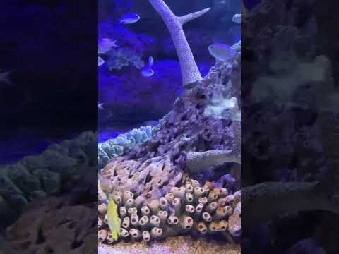 The unity in the Fish Kingdom is just so overwhelming 🙌 #love #nature