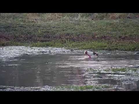 Djuma: Egyptian Goose pair-also with mating - 16:59 - 05/25/21