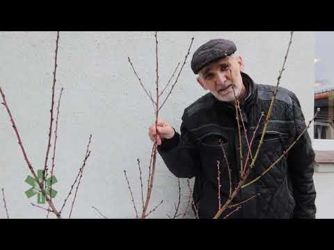 Basics of pruning fruit trees - peach