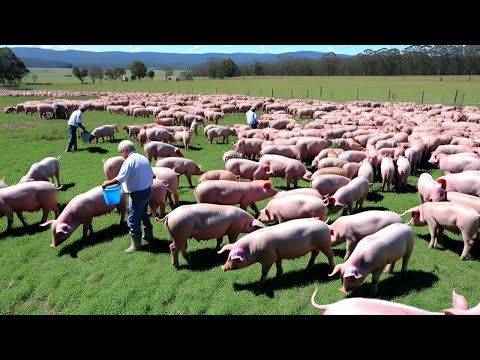 China Free Range Pig Farm! Thousands of Pigs Are Raised This Way - Pig Farm, Farming Documentary