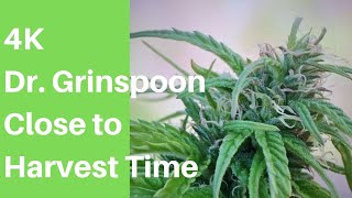 4K Dr. Grinspoon....Still in the garden.