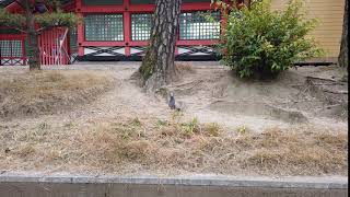 鳩
