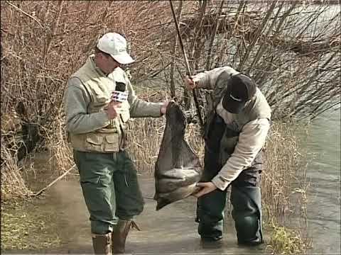 Novogodišnji ribolov skobalja na Drini - Goran Radović Gica