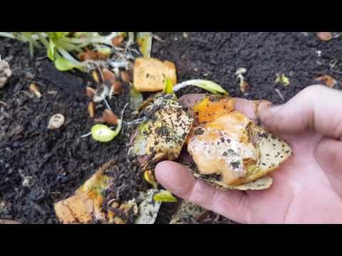 Comparison feeding of pumpkin to my worm farm. Sliced or mulched - which is better?